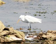 Chinese Egret.jpg