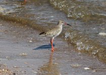 Common Redshank.jpg