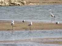 Eurasian Spoonbill.jpg