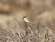 Pallas's Reed Bunting.jpg