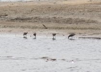 Sharp-tailed Sandpiper.jpg