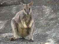 mareeba rock wallaby 2 1 15 (4).JPG