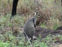 swamp wallaby undara 22 1 15 (2).JPG