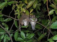 green ringtail possum female with young 3 1 15 (2).JPG