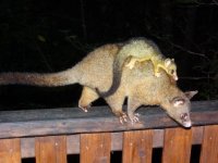 coppery brushtailed possum female 3 1 15 (2).JPG