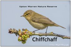 Chiffchaff - .jpg