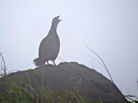 IMG_1768 Chinese Francolin @ Sunset Peak.JPG