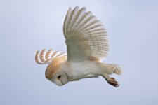 Barn-Owl-(7)-web.jpg