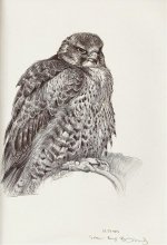 sakerfalcon-detail.jpg