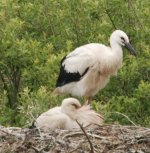 White stork black beak2.jpg