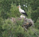 White stork red beak2.jpg