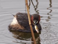 Little Grebe fish.jpg