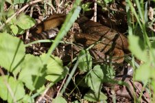 20150607_Aesculapian_Snake (1) (800x533).jpg