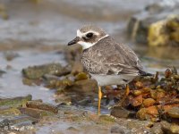 ringed plover 1v1.jpg