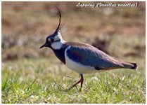 Lapwing 1.jpg