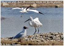 Avocet and Little Egret.jpg