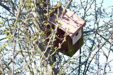 Nest Box.jpg