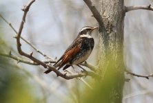 Dusky Thrush.jpg