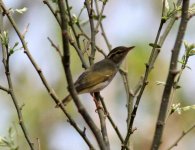 Eastern Crowned Warbler.jpg