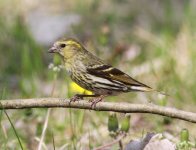 Eurasian Siskin.jpg