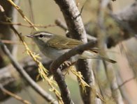 Pale-legged Leaf Warbler.jpg