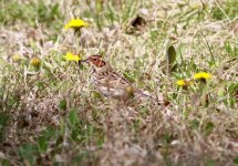 Little Bunting.jpg