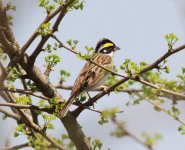 Yellow-browed Bunting.jpg