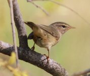 Radde's Warbler.jpg