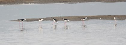 Black-winged Stilt.jpg