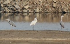 Eurasian Spoonbill.jpg