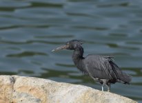 reef egret fluff lamma HK D810 300PF_DSC0528.jpg