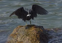 reef egret fish lamma HK D810 300PF_DSC0540.jpg