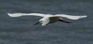 little egret breed flight lamma HK D810 300PF_DSC1006.jpg