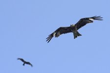 black kite flight lamma HK D810 300PF_DSC1057.jpg