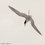 tern again .jpg