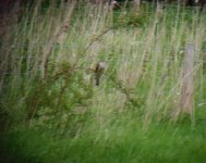 Hepatic Cuckoo Coney Meadow.jpg