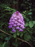 Pyramidal Orchid.jpg