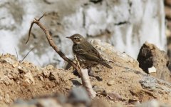 Olive-backed Pipit.jpg