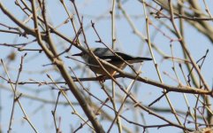 Red-billed Starling.jpg