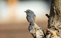 Red-flanked Bluetail.jpg