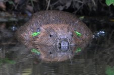 20150627 (22)_European_Beaver (800x533).jpg