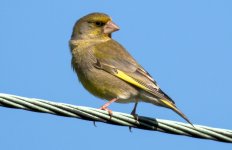 Greenfinch.jpg