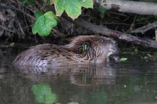 20150627 (25)_European_Beaver (800x533).jpg