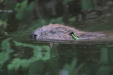 20150627 (28)_European_Beaver (800x533).jpg