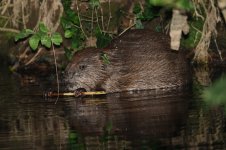 20150627 (29)_European_Beaver (800x533).jpg