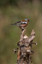 chaffinch.jpg