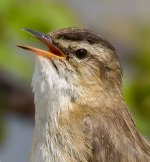 Singing-Sedge-5-15-crop.jpg