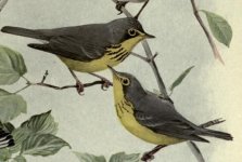 Canada warbler.jpg