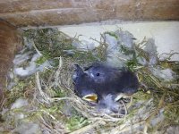 cuckoo chick on top of 3 black redstart chicks.jpg