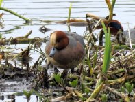 wigeon.jpg